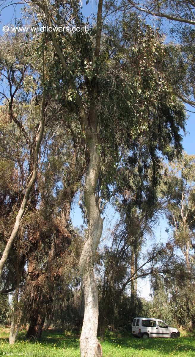 Eucalyptus populnea